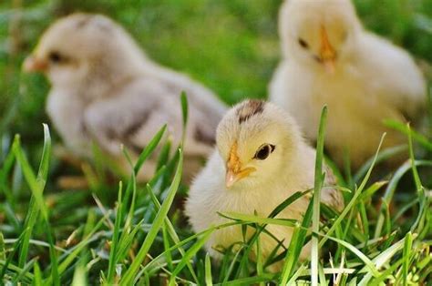 Comment Avoir Des Poussins Gamm Vert