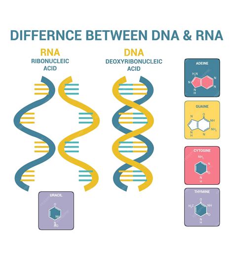 Diferencias Entre El Adn Y El Arn Estructura Del Adn Y Del Arn Ácido Desoxirribonucleico Ácido