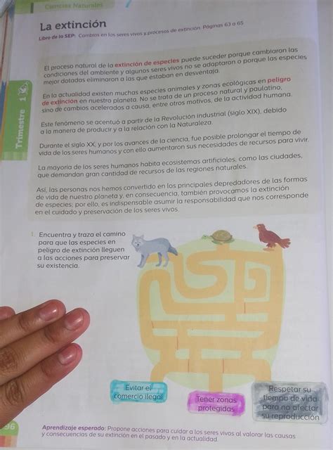 Encuentra Y Traza El Camino Para Que Las Especies En Peligro De