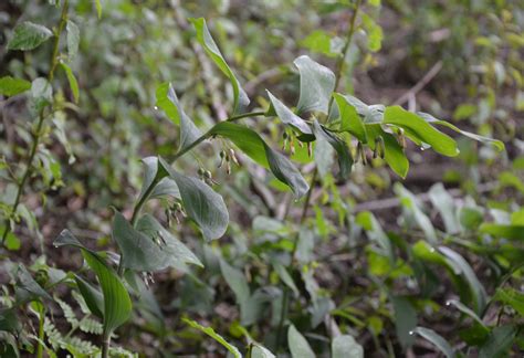 Sigillo Di Salomone Pianta Life Habitats