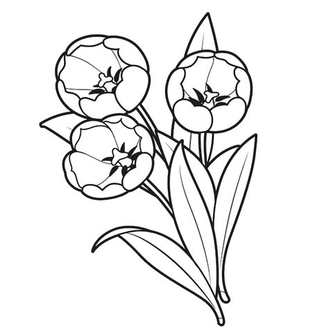 Ramo De Tres Tulipanes Flores Delineadas Para Colorear Libro Aislado