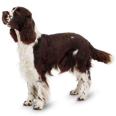 English Springer Spaniel: Temperament, Lifespan, Grooming, Training ...