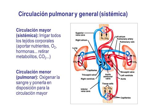 Cual Es La Funcion De La Circulacion Pulmonar Dinami