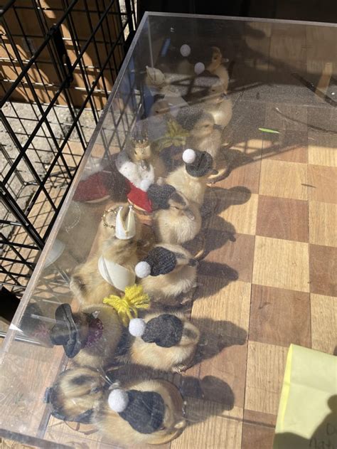 Weird Chess Set Seen In The Wild Rchessbeginners