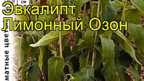 Эвкалипт лимонный Озон. Краткий обзор, описание характеристик, где ...