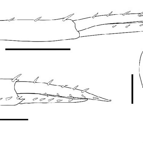 Leucothoe Sp Male Uerj 1368 A Uropod 1 B Uropod 2 C Telson Download Scientific