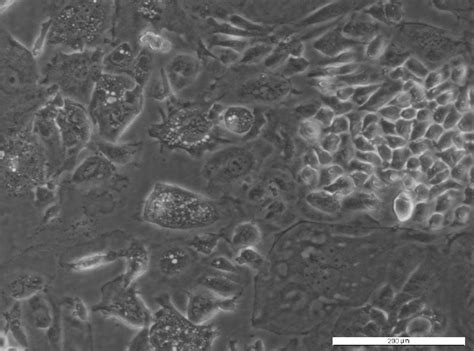 TO14 Cell Line | Cell Lines - Ximbio