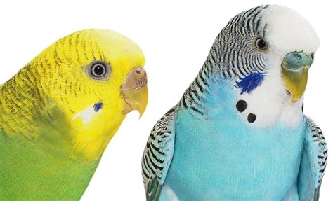 How To Tell Budgie Sexes Apart Varieties And Types Budgies Guide