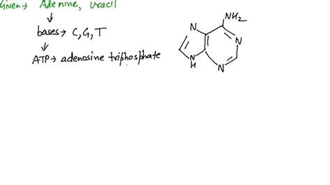 Solveddraw The Structures Of Adenine And Uracil Which Replaces