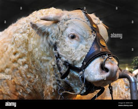 Portrait Of A Beautiful Purebred Charolais Bull Stock Photo Alamy