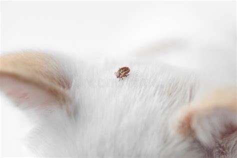 Dog Ticks Stock Photo Image Of White Background Bloodsucking 65942362