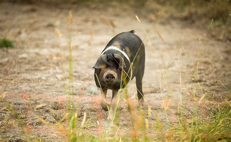 Cochon Malade Signes Qui Ne Trompent Pas