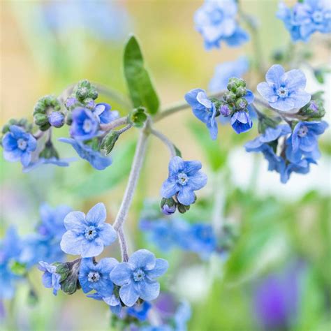 Chinese Forget Me Not Seeds Flower Seeds In Packets And Bulk Eden