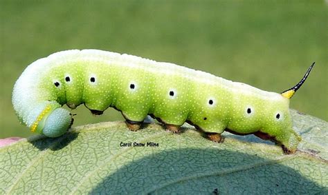 Snowberry Clearwing Moth Caterpillar Project Noah