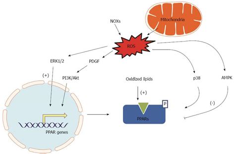 Peroxisome Proliferator Activated Receptors Regulate Redox Signaling In