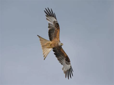 Red Kite Bird Facts (Milvus milvus) | Bird Fact