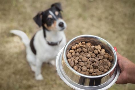 Futterumstellung Beim Hund So Einfach Klappts Mit Dem Futterwechsel