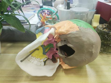 Human Anatomical Skull Model Painted Medical Teaching Skull Model Lyou Anatomy