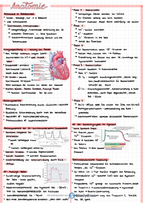 Anatomie Und Physiologie Zusammenfassung Studocu Anatomie