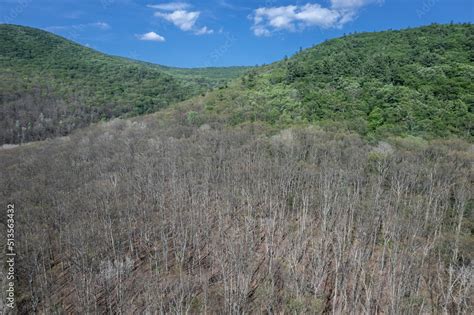 Foto De New York Forest Defoliation Caused By The Spongy Moth