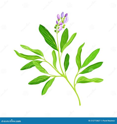 Lucerne Or Alfalfa Plant Having Elongated Leaves And Clusters Of Small