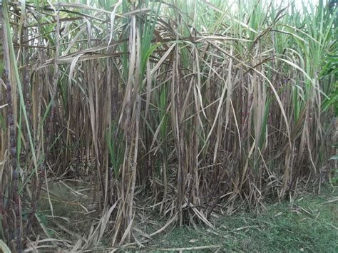 Budidaya Tebu Metode Pupuk Berimbang Hasil Maksimal Agrokompleks Kita