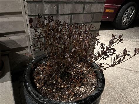 Whats Wrong With My Azalea Rplants