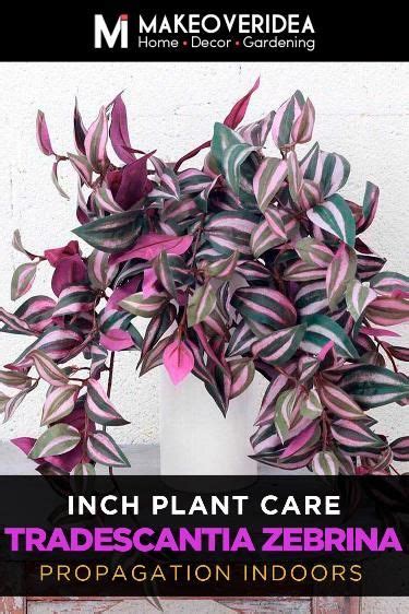 Inch Plant Care A Comprehensive Guide For The Tradescantia Zebrina