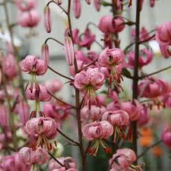 Lilium martagon (Martagon lily) | Wildwood Perennials