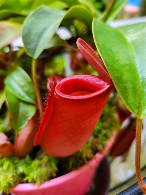 Nepenthes Ampullaria X N Ventricosa Lady Luck Pitcher Carnivorous