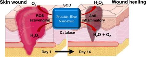 普鲁士蓝纳米酶的抗氧化和抗炎活性促进全层皮肤伤口愈合biomaterials Advances X Mol