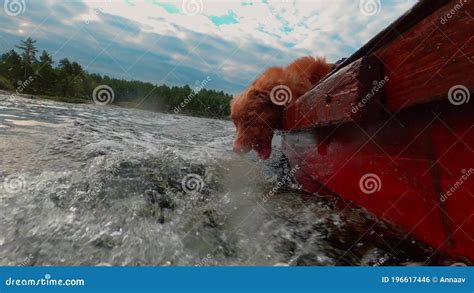 Perro Gracioso Atrapa Agua Movimiento Lento Recuperador De Peaje De