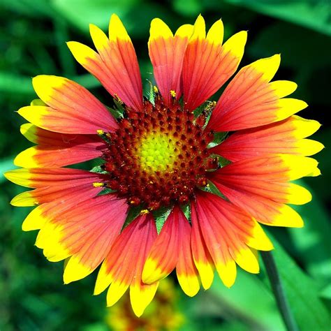 Цветы гайлардия — выращивание, фото | Любимые цветы