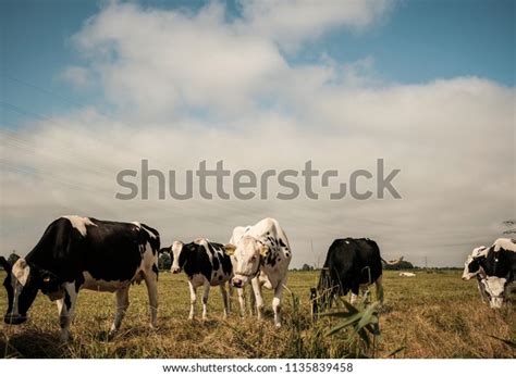 Group Dutch Black White Cows Meadow Stock Photo Shutterstock