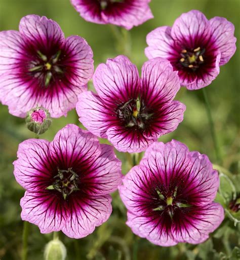 Ashy Cranesbill Jolly Jewel Violet Geranium Cinereum