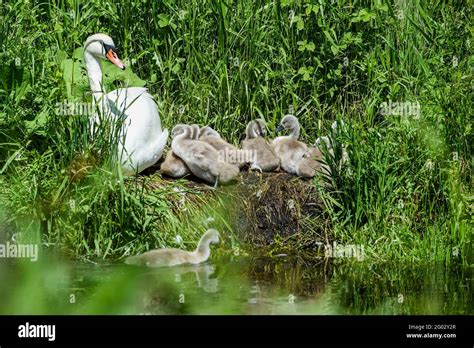 Berlin Germany St May A Mute Swan Sits With Chicks In The