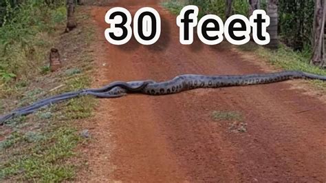 Longest Snakes In The Worlds 15 Longest Snake सबसे लंबा सांप Youtube