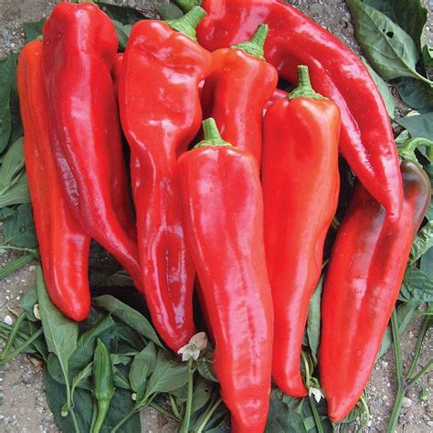 How to Grow Peppers, Growing Peppers at Home, Gardening Book, Instant ...