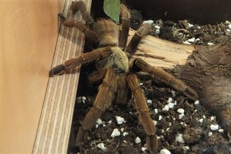 Tarantula venom finds use in non-opioid pain relief drug