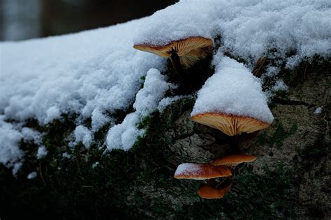 Pilze Im Schnee Winter Jensensphotography Flickr