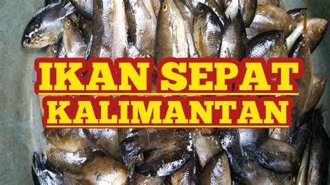 Mancing Ikan Sepat Menggunakan Umpan Ulat Daun Pisang Youtube