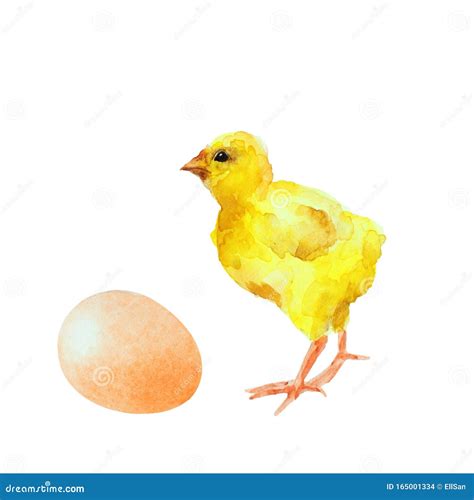 Yellow Chicken And Egg Hand Drawn Watercolor Stock Illustration