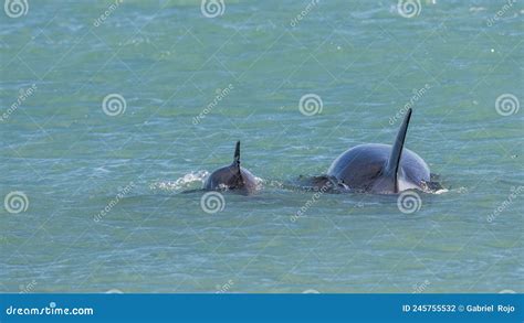 Mother and Baby Orca Swimming at the Surface, Stock Photo - Image of ...