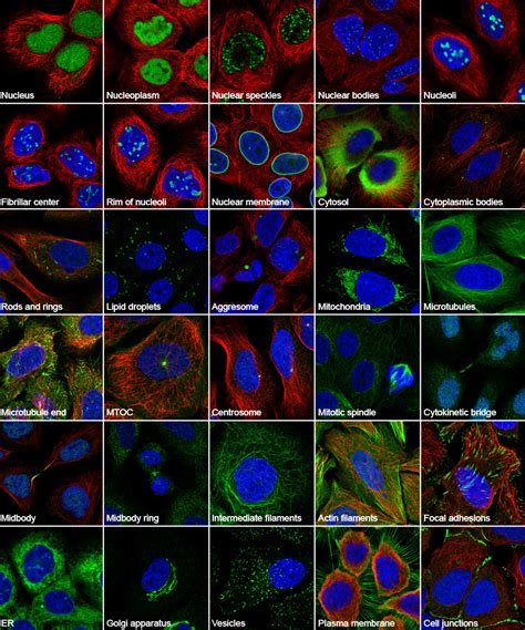 First Comprehensive Map Of Subcellular Localization Of Proteins Reveals