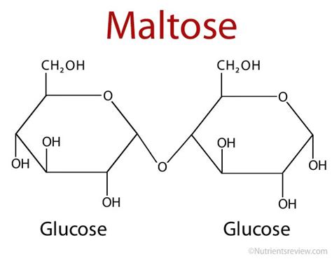 Unveiling the Secrets of Maltose