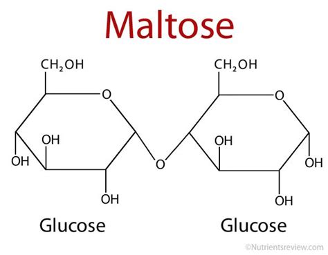 Maltose is a reducing sugar. Formula, Function | Chemistry lessons, Chemistry basics, Medical ...