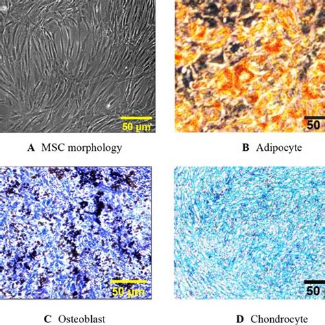 Morphology And Differentiation Potential Of Mscs A Mscs In Passage 3 Download Scientific