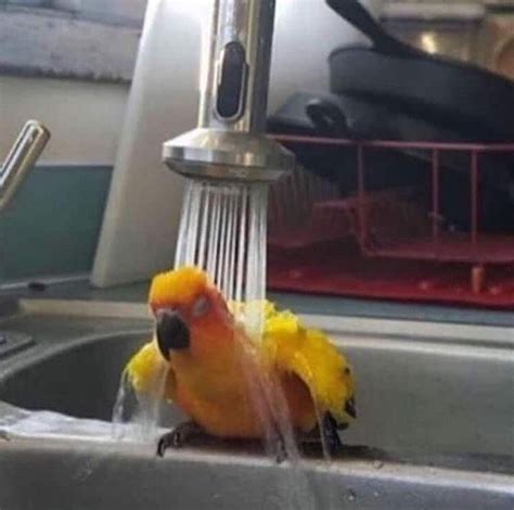 Birb Memes Daily On Instagram Wash Follow Pawsomecattos For More
