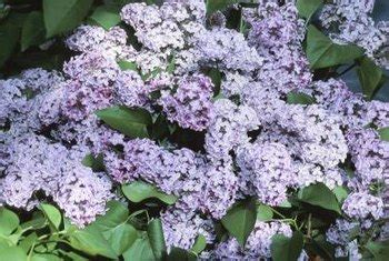 New Varieties of Dwarf Lilac | Home Guides | SF Gate