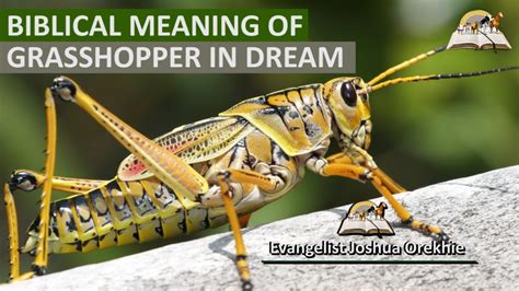 Biblical Meaning Of Grasshopper In Dream Prophetic Meaning Of Grasshoppers Youtube